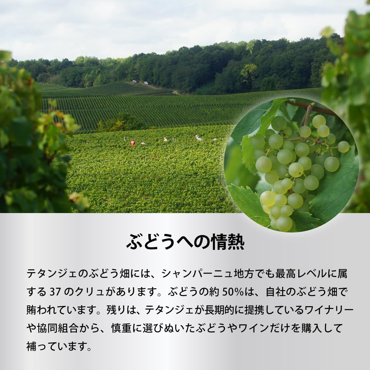 떼땅져, 꽁뜨 드 상파뉴 블랑 드 블랑 브뤼 2008<br><small>Taittinger Comte de 2008</small>